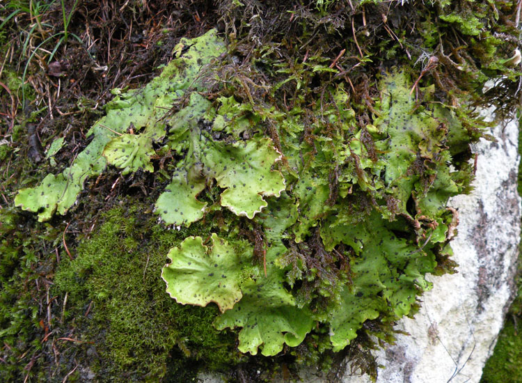 Non mi sembra Lobaria pulmonaria...